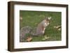 Grey Squirrel (Sciurus Carolinensis) Biting into a Peach Stone Left by a Tourist-Nick Upton-Framed Premium Photographic Print