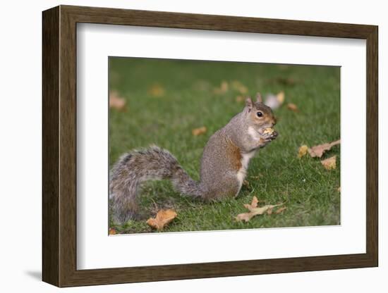 Grey Squirrel (Sciurus Carolinensis) Biting into a Peach Stone Left by a Tourist-Nick Upton-Framed Photographic Print