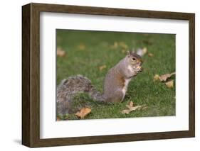 Grey Squirrel (Sciurus Carolinensis) Biting into a Peach Stone Left by a Tourist-Nick Upton-Framed Photographic Print