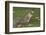 Grey Squirrel (Sciurus Carolinensis) Biting into a Peach Stone Left by a Tourist-Nick Upton-Framed Photographic Print