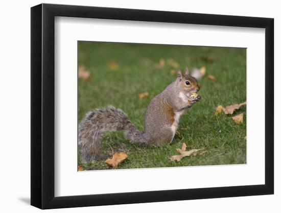 Grey Squirrel (Sciurus Carolinensis) Biting into a Peach Stone Left by a Tourist-Nick Upton-Framed Photographic Print