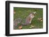 Grey Squirrel (Sciurus Carolinensis) Biting into a Peach Stone Left by a Tourist-Nick Upton-Framed Photographic Print