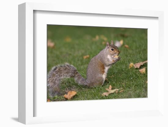 Grey Squirrel (Sciurus Carolinensis) Biting into a Peach Stone Left by a Tourist-Nick Upton-Framed Photographic Print