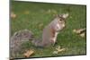 Grey Squirrel (Sciurus Carolinensis) Biting into a Peach Stone Left by a Tourist-Nick Upton-Mounted Photographic Print