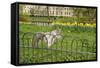 Grey Squirrel (Sciurus Carolinensis) Climbing over Fence in Parkland, Regent's Park, London, UK-Terry Whittaker-Framed Stretched Canvas