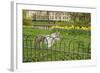 Grey Squirrel (Sciurus Carolinensis) Climbing over Fence in Parkland, Regent's Park, London, UK-Terry Whittaker-Framed Photographic Print