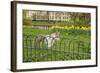 Grey Squirrel (Sciurus Carolinensis) Climbing over Fence in Parkland, Regent's Park, London, UK-Terry Whittaker-Framed Photographic Print