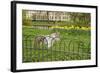 Grey Squirrel (Sciurus Carolinensis) Climbing over Fence in Parkland, Regent's Park, London, UK-Terry Whittaker-Framed Photographic Print