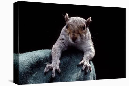 Grey Squirrel (Sciurus Carolinensis), Detail, Uk-Darroch Donald-Stretched Canvas