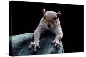 Grey Squirrel (Sciurus Carolinensis), Detail, Uk-Darroch Donald-Stretched Canvas