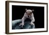 Grey Squirrel (Sciurus Carolinensis), Detail, Uk-Darroch Donald-Framed Photographic Print