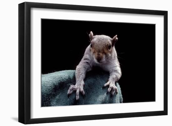 Grey Squirrel (Sciurus Carolinensis), Detail, Uk-Darroch Donald-Framed Photographic Print