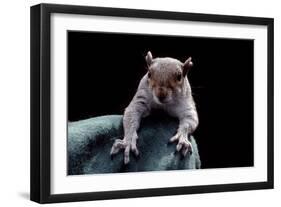 Grey Squirrel (Sciurus Carolinensis), Detail, Uk-Darroch Donald-Framed Photographic Print