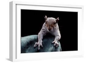 Grey Squirrel (Sciurus Carolinensis), Detail, Uk-Darroch Donald-Framed Photographic Print