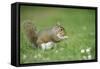 Grey Squirrel (Sciurus Carolinensis) Feeding on Nut, Regent's Park, London, UK, April-Terry Whittaker-Framed Stretched Canvas