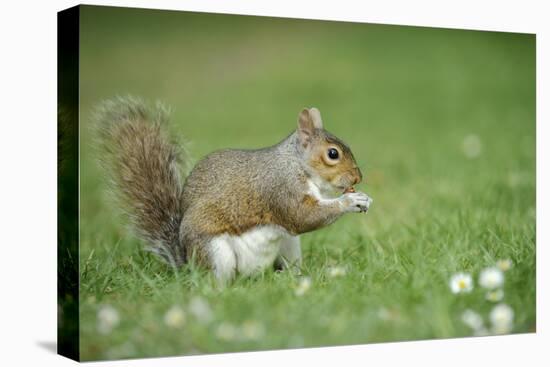 Grey Squirrel (Sciurus Carolinensis) Feeding on Nut, Regent's Park, London, UK, April-Terry Whittaker-Stretched Canvas