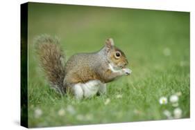 Grey Squirrel (Sciurus Carolinensis) Feeding on Nut, Regent's Park, London, UK, April-Terry Whittaker-Stretched Canvas