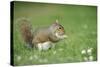Grey Squirrel (Sciurus Carolinensis) Feeding on Nut, Regent's Park, London, UK, April-Terry Whittaker-Stretched Canvas