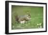 Grey Squirrel (Sciurus Carolinensis) Feeding on Nut, Regent's Park, London, UK, April-Terry Whittaker-Framed Photographic Print