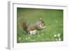 Grey Squirrel (Sciurus Carolinensis) Feeding on Nut, Regent's Park, London, UK, April-Terry Whittaker-Framed Photographic Print