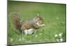 Grey Squirrel (Sciurus Carolinensis) Feeding on Nut, Regent's Park, London, UK, April-Terry Whittaker-Mounted Photographic Print