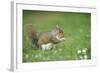 Grey Squirrel (Sciurus Carolinensis) Feeding on Nut, Regent's Park, London, UK, April-Terry Whittaker-Framed Photographic Print