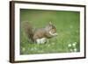 Grey Squirrel (Sciurus Carolinensis) Feeding on Nut, Regent's Park, London, UK, April-Terry Whittaker-Framed Photographic Print