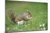 Grey Squirrel (Sciurus Carolinensis) Feeding on Nut, Regent's Park, London, UK, April-Terry Whittaker-Mounted Photographic Print