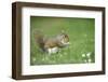 Grey Squirrel (Sciurus Carolinensis) Feeding on Nut, Regent's Park, London, UK, April-Terry Whittaker-Framed Photographic Print