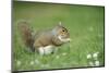 Grey Squirrel (Sciurus Carolinensis) Feeding on Nut, Regent's Park, London, UK, April-Terry Whittaker-Mounted Photographic Print