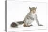 Grey Squirrel (Sciurus Carolinensis) Hand-Reared Baby-Mark Taylor-Stretched Canvas