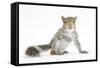 Grey Squirrel (Sciurus Carolinensis) Hand-Reared Baby-Mark Taylor-Framed Stretched Canvas