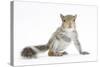 Grey Squirrel (Sciurus Carolinensis) Hand-Reared Baby-Mark Taylor-Stretched Canvas