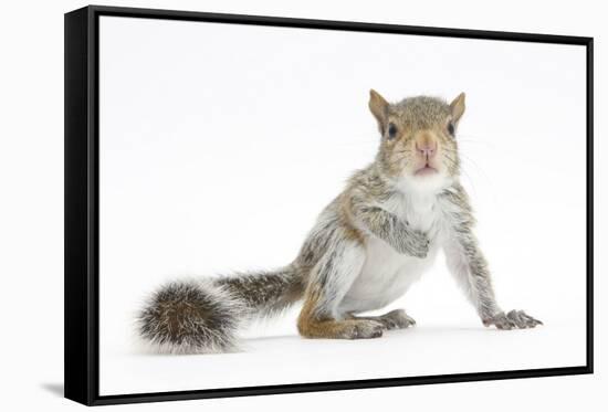 Grey Squirrel (Sciurus Carolinensis) Hand-Reared Baby-Mark Taylor-Framed Stretched Canvas