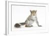 Grey Squirrel (Sciurus Carolinensis) Hand-Reared Baby-Mark Taylor-Framed Photographic Print