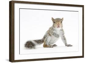 Grey Squirrel (Sciurus Carolinensis) Hand-Reared Baby-Mark Taylor-Framed Photographic Print