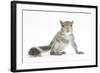 Grey Squirrel (Sciurus Carolinensis) Hand-Reared Baby-Mark Taylor-Framed Photographic Print