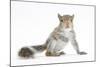 Grey Squirrel (Sciurus Carolinensis) Hand-Reared Baby-Mark Taylor-Mounted Photographic Print