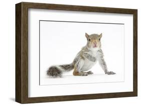 Grey Squirrel (Sciurus Carolinensis) Hand-Reared Baby-Mark Taylor-Framed Photographic Print