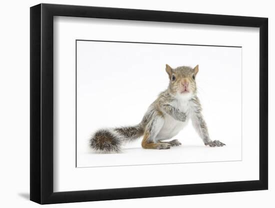 Grey Squirrel (Sciurus Carolinensis) Hand-Reared Baby-Mark Taylor-Framed Photographic Print