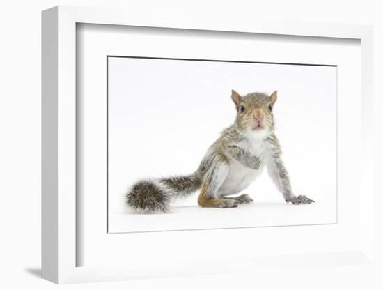 Grey Squirrel (Sciurus Carolinensis) Hand-Reared Baby-Mark Taylor-Framed Photographic Print