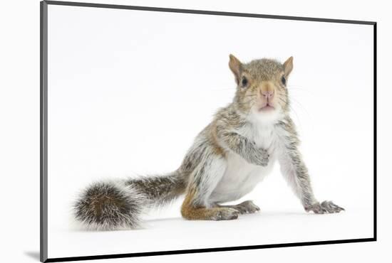 Grey Squirrel (Sciurus Carolinensis) Hand-Reared Baby-Mark Taylor-Mounted Photographic Print