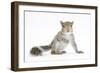 Grey Squirrel (Sciurus Carolinensis) Hand-Reared Baby-Mark Taylor-Framed Photographic Print