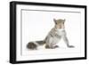 Grey Squirrel (Sciurus Carolinensis) Hand-Reared Baby-Mark Taylor-Framed Photographic Print