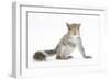 Grey Squirrel (Sciurus Carolinensis) Hand-Reared Baby-Mark Taylor-Framed Photographic Print