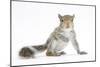 Grey Squirrel (Sciurus Carolinensis) Hand-Reared Baby-Mark Taylor-Mounted Photographic Print