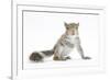 Grey Squirrel (Sciurus Carolinensis) Hand-Reared Baby-Mark Taylor-Framed Photographic Print