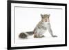Grey Squirrel (Sciurus Carolinensis) Hand-Reared Baby-Mark Taylor-Framed Photographic Print