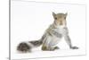 Grey Squirrel (Sciurus Carolinensis) Hand-Reared Baby-Mark Taylor-Stretched Canvas