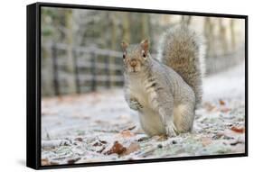 Grey Squirrel (Sciurus Carolinensis) in Urban Park in Winter. Glasgow, Scotland, December-Fergus Gill-Framed Stretched Canvas